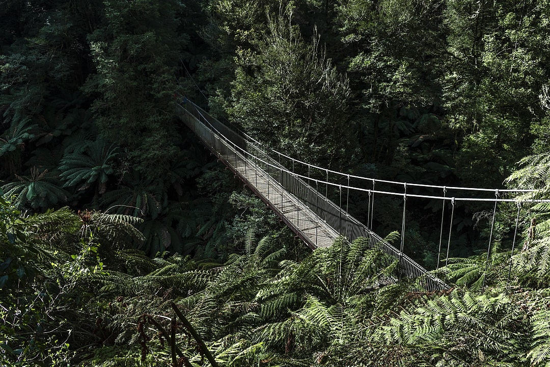 Suspension bridge crossing dense green fern forest