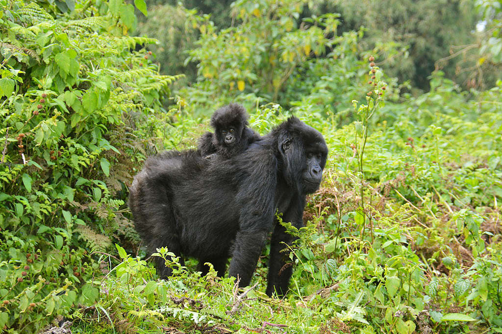 Mother and baby gorilla in the tropical forest of Rwanda