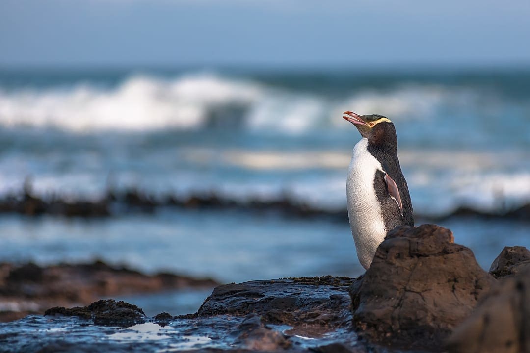 Yellow eyed penguin in the coasts of New Zealand