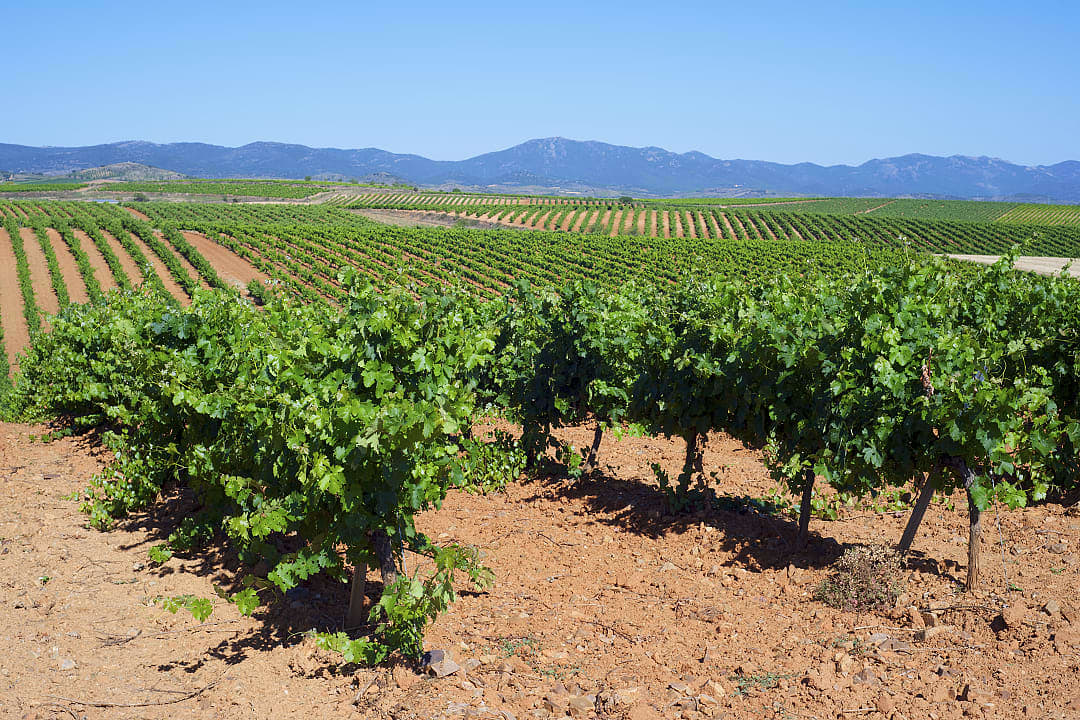 Vineyards in province of Aragon in Zaragoza, Spain