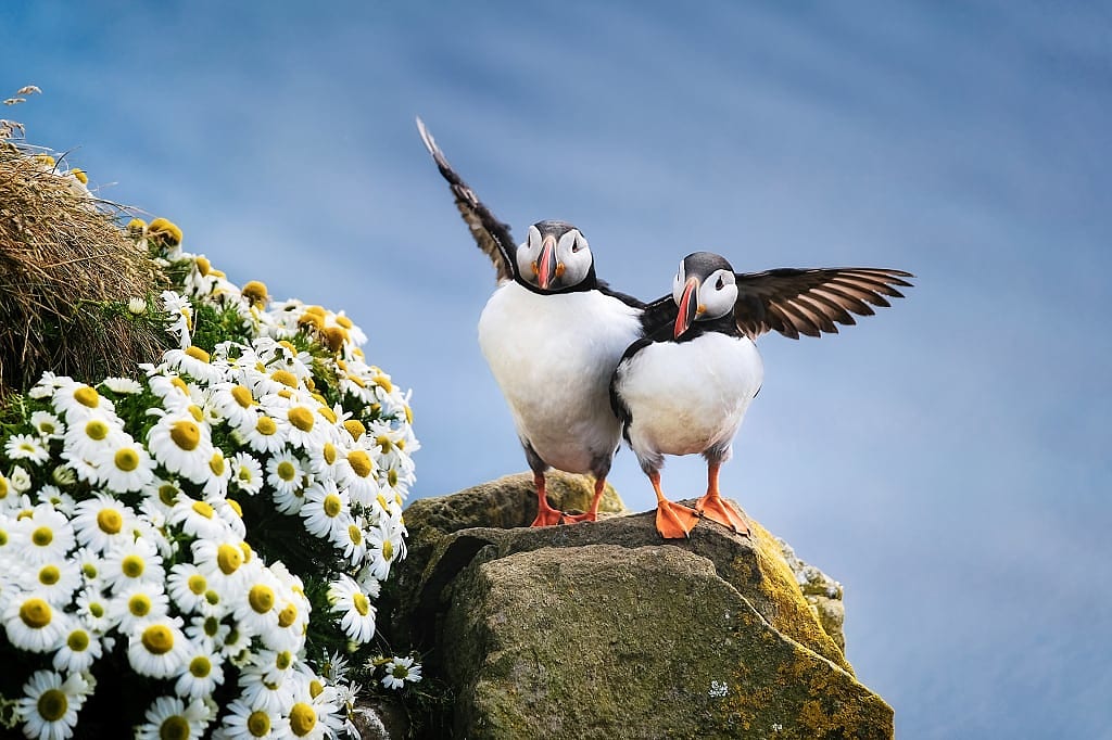Puffins on the Icelandic coast