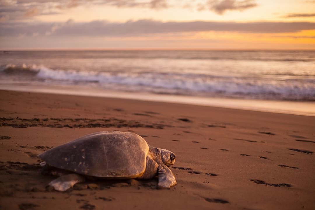 Sea turtle on the beach at Ostional Wildlife Refuge in the Nicoya Peninsula, Costa Rica