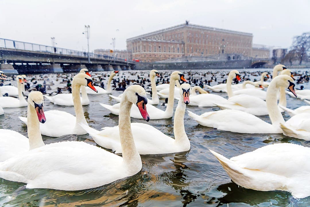 Swans on a lake in Stockholm, Sweden