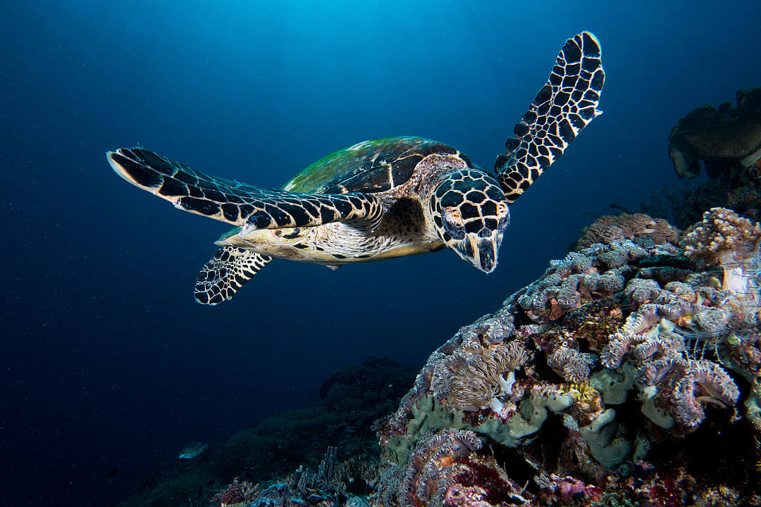 Komodo National Park 