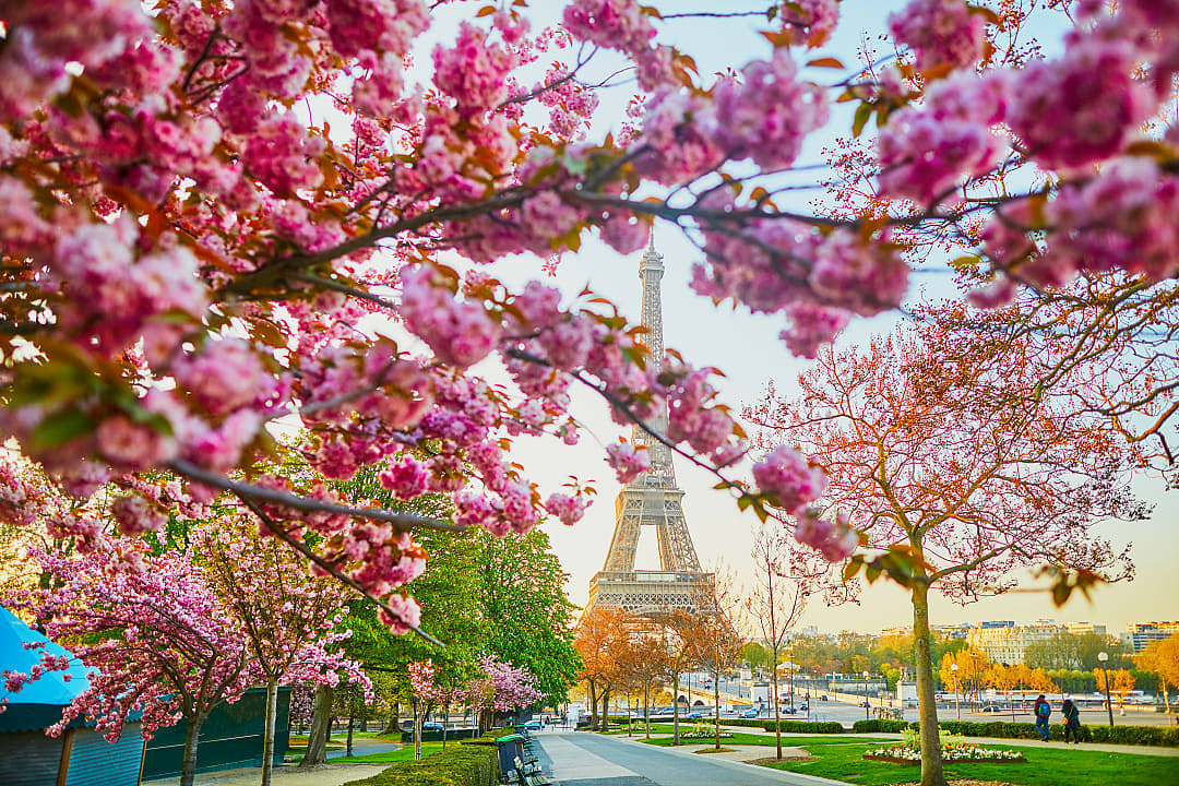 Cherry blossom trees with view of the Eiffel Tower in Paris, France