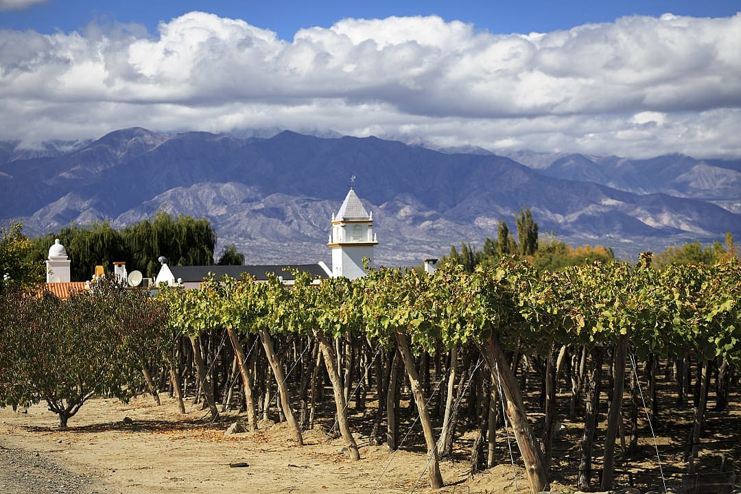 Vineyard in Argentina's Cayafate region