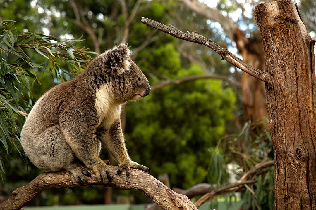 A koala in its natural habitat, one of the many wildlife encounters you can experience in Australia.