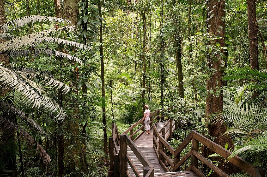 Rainforest scenery at Daintree National Park in Queensland, Australia.