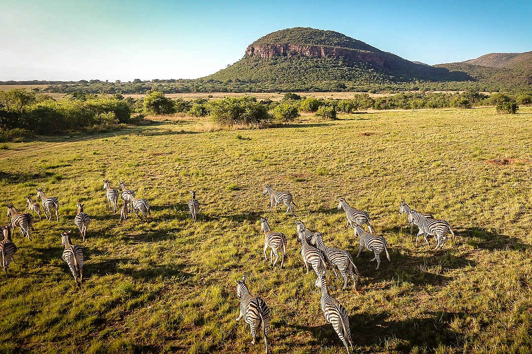 Drone imagery of a herd of zebras in Kenya.