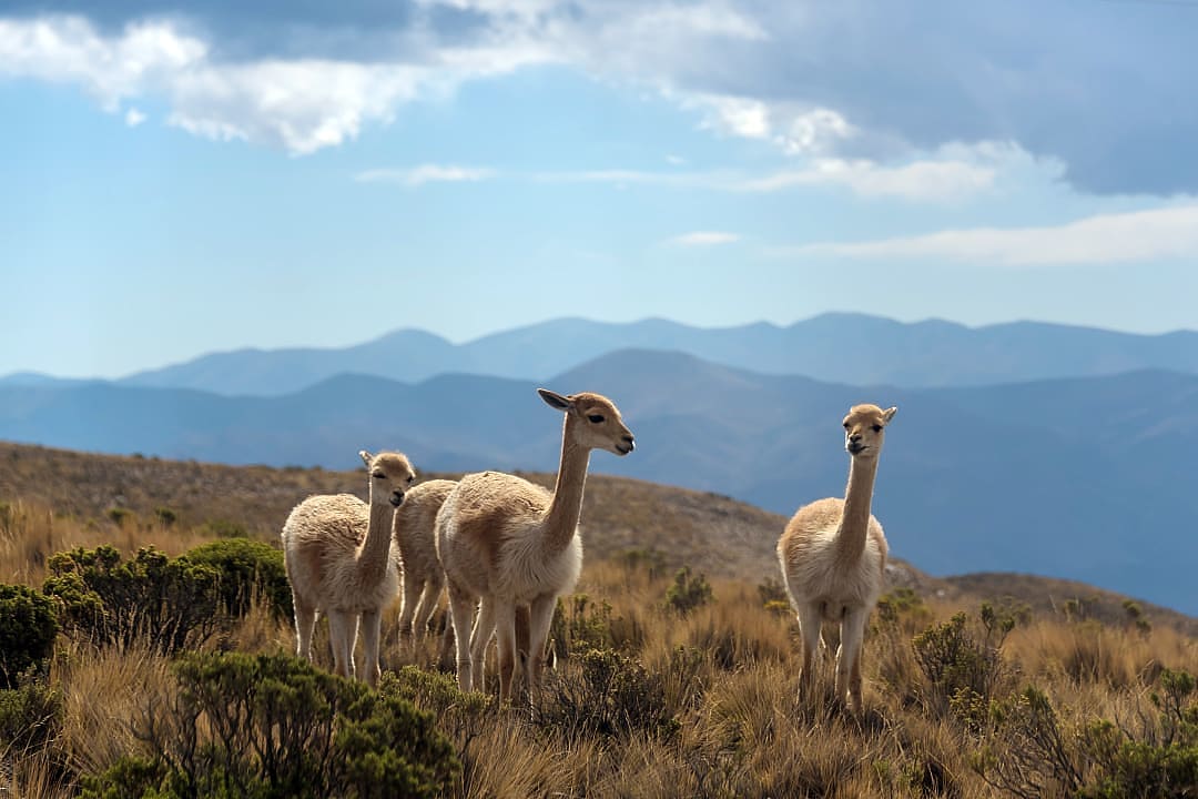 Llamas on mountain hills of Jujuy, Argentina