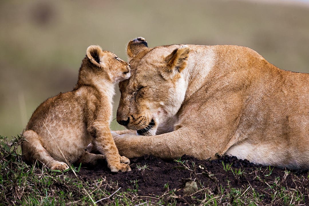 Maasai Mara National Reserve, Kenya.