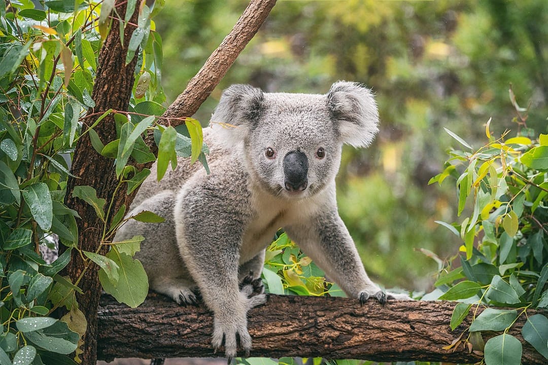 Koala on eucalyptus tree in Australia