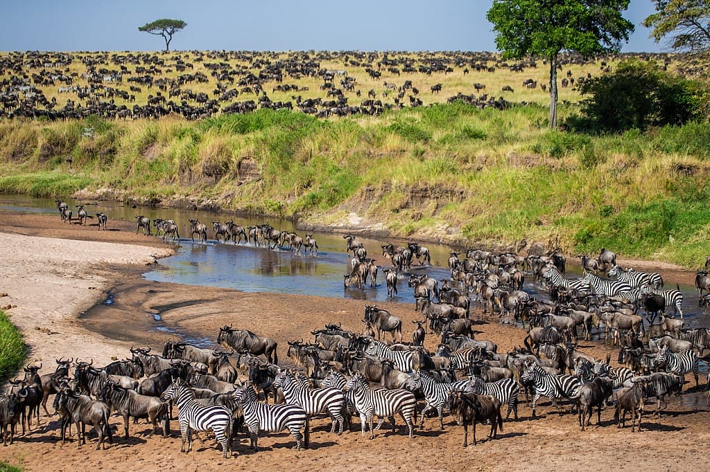 Great migration river crossing in Maasai Mara National Park, Kenya