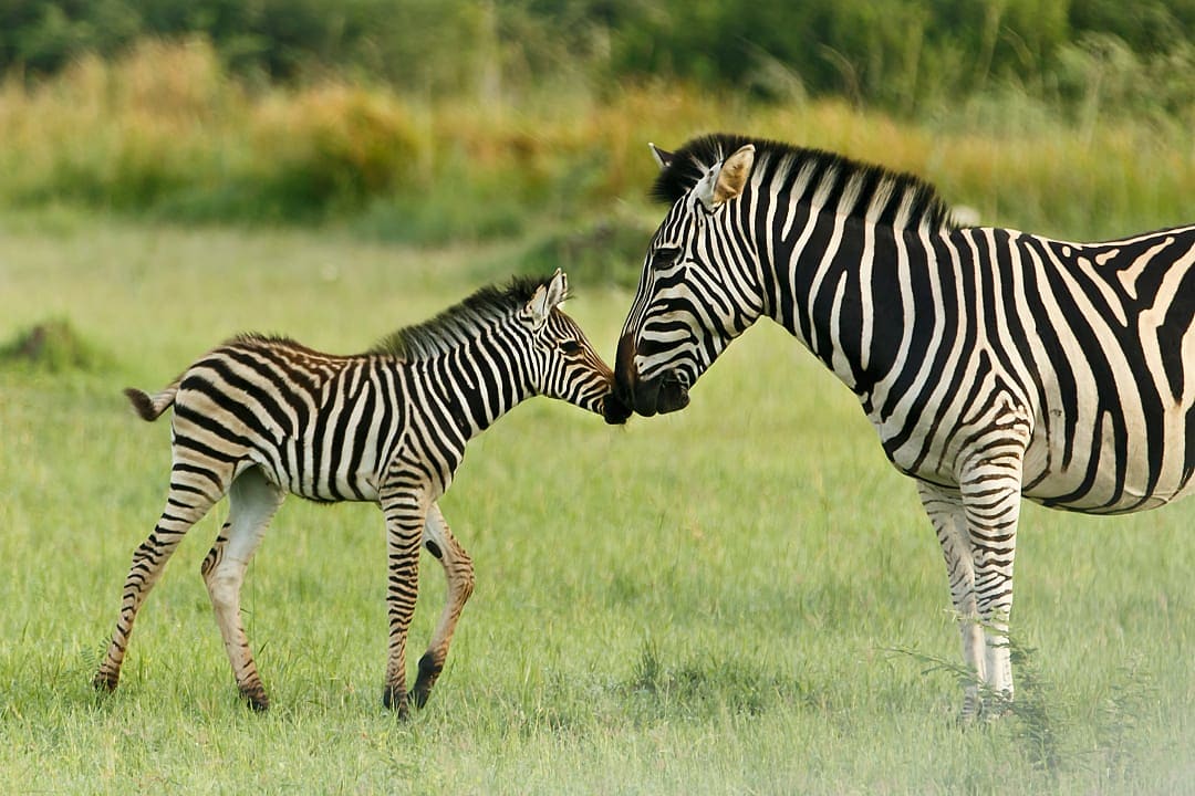 Two zebra in the marshy grasslands of the Okavango Delta