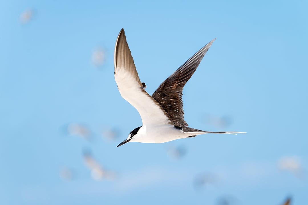 Sooty tern flying high in the Great Barrier Reef, Australia