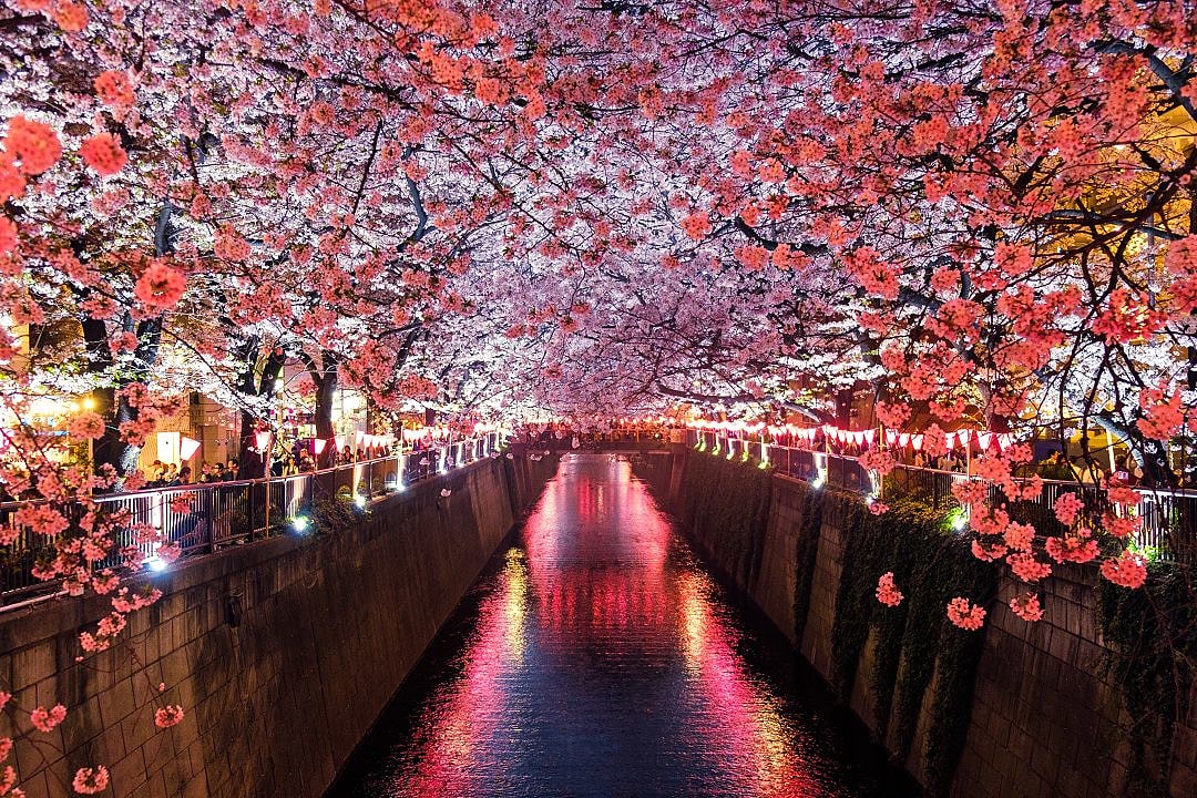 Nighttime illuminations of cherry trees create a magical ambiance