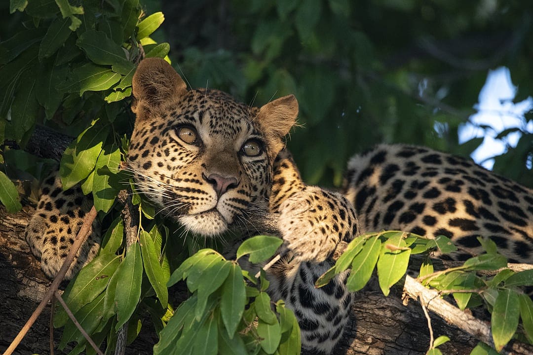 Leopard in a tree in the Okavango Delta, Botswana