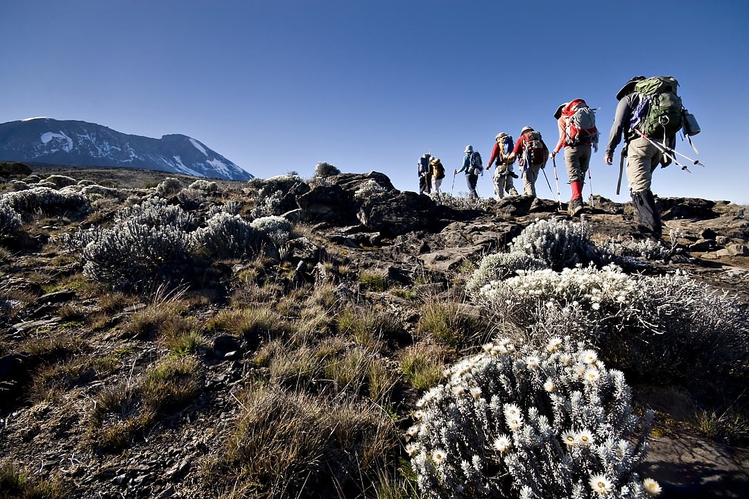 Hikers make their way across the  alpine slopes of Mount Kilimanjaro.