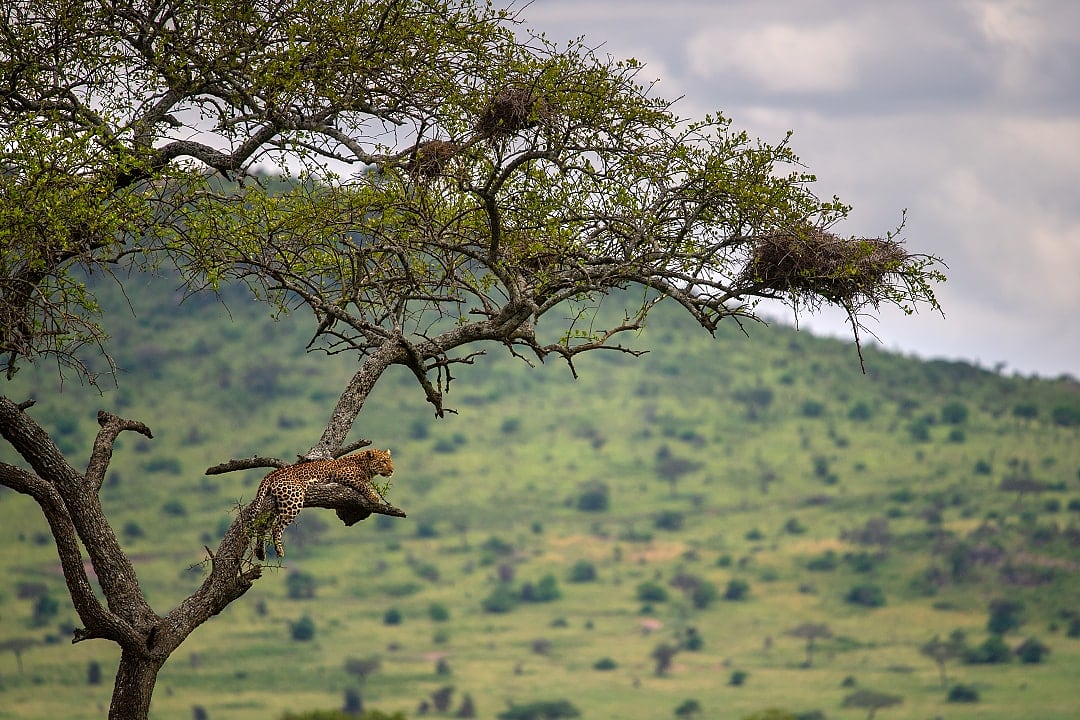 Leopard resting on tree branch, watching grassy plains below silently.
