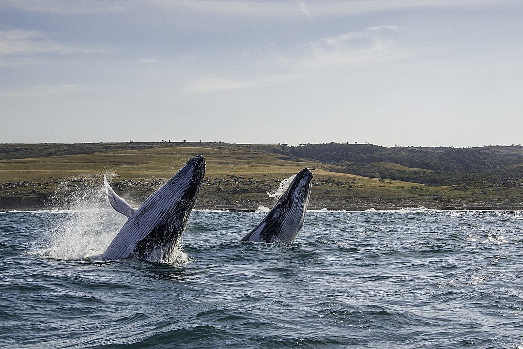 Whales breaching during the migration season in the Wild Coast Amble, South Africa.
