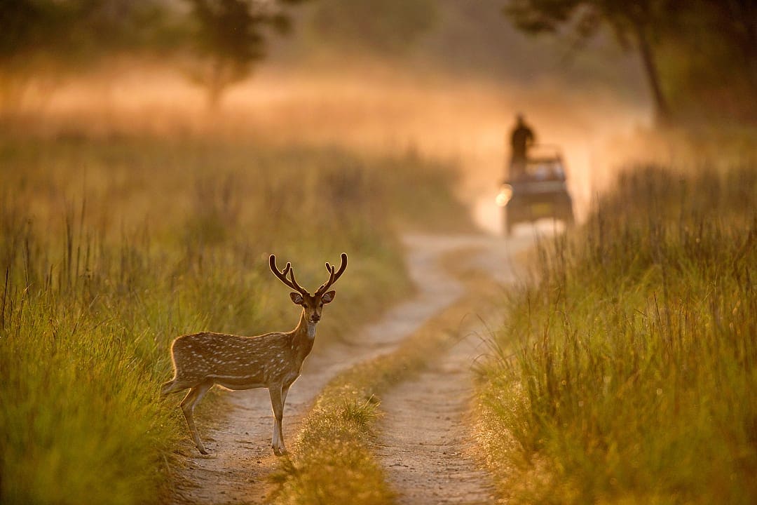 Spotted deer standing on a dirt path at sunrise in a wildlife reserve, with a safari vehicle in the background