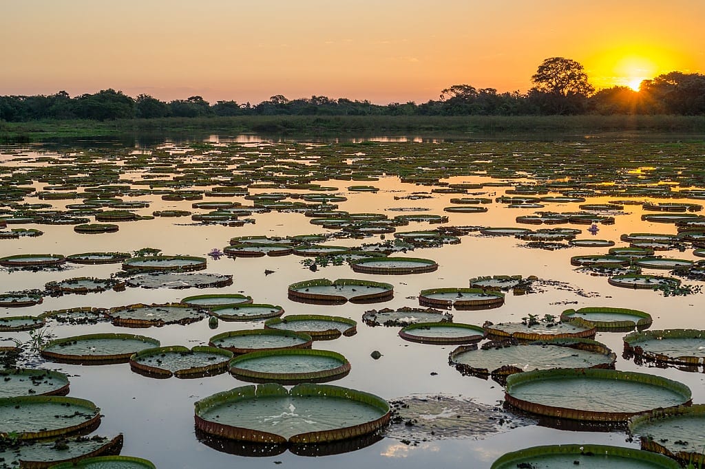 Victoria regias and sunset in Pantanal, Brazil.
