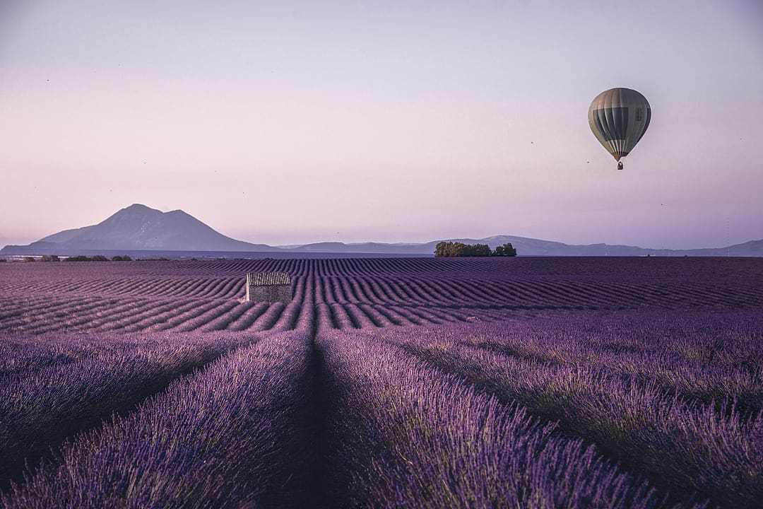 Lavender field in Provence, France