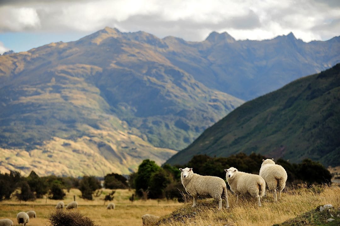 Sheep in the New Zealand countryside