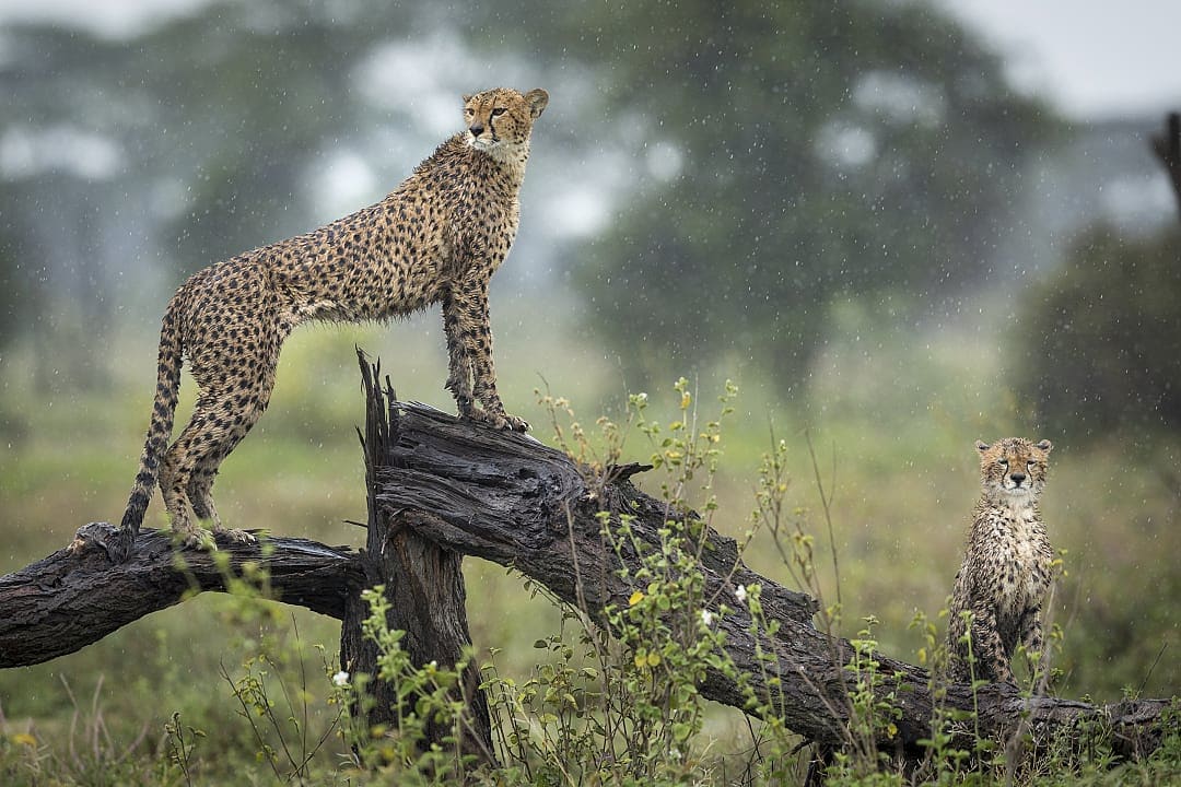 Cheetahs during a rainfall at Ngorongoro Conservation Area, Tanzania