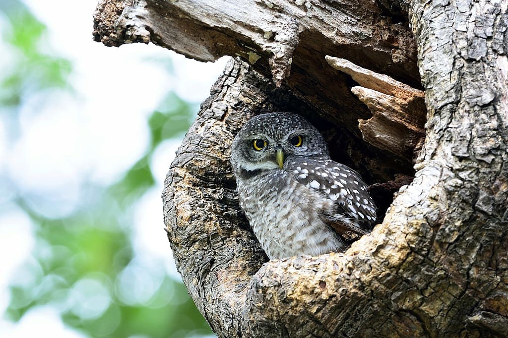 Spotted Owl, Kanha National Park, India