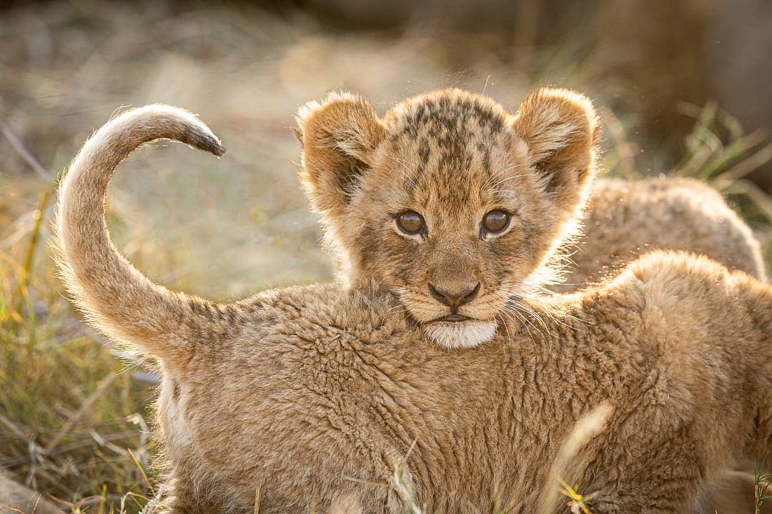 Lion cubs in Southern Africa