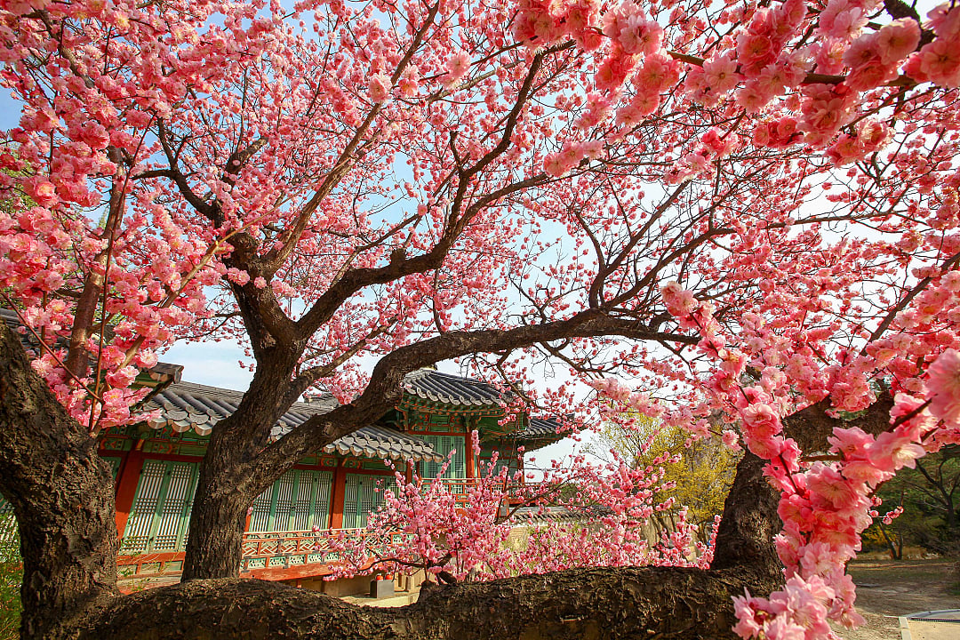 Cherry blossoms in full bloom at Changdeokgung Palace, one of Seoul’s historic royal palaces.