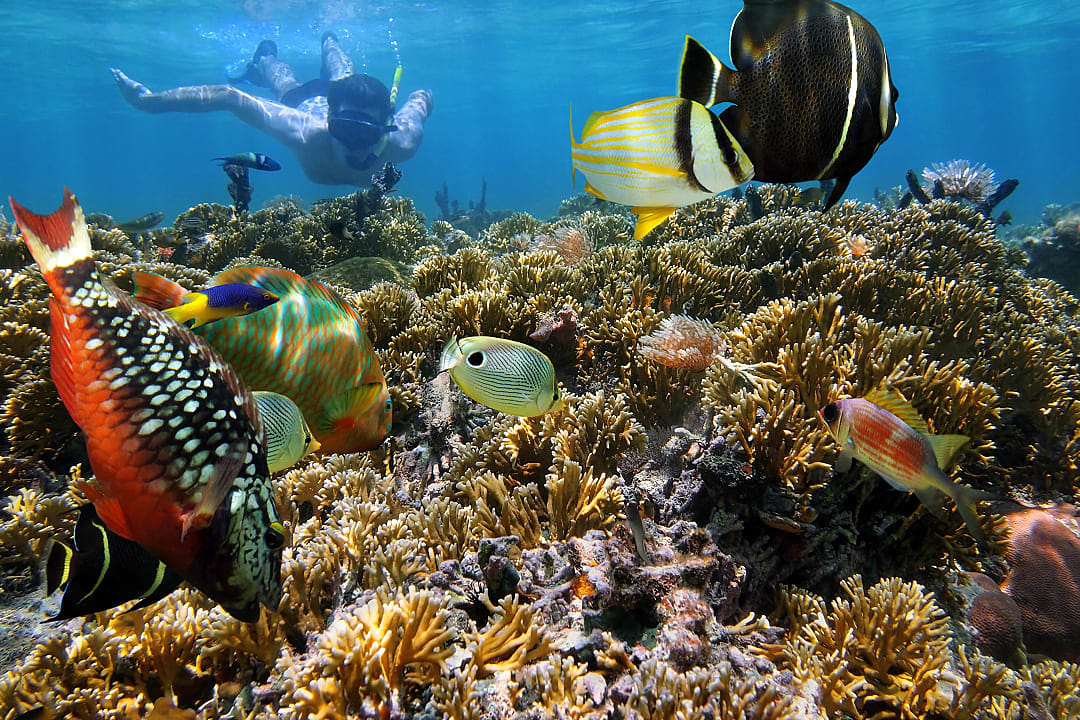Snorkeling on the Caribbean Coast of Costa Rica