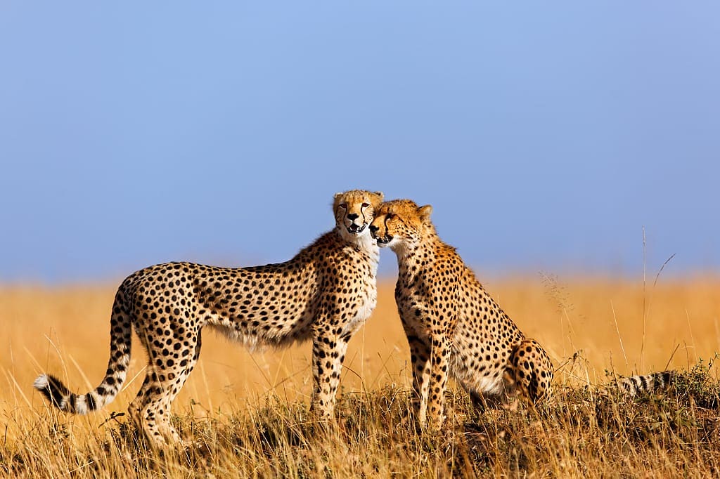 Cheetahs in Masai Mara, Kenya