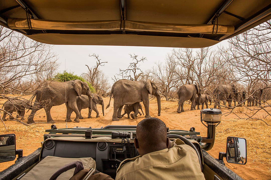 Safari-goers watch as elephants cross toward the Chobe River in Chobe National Park.