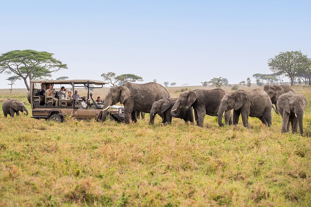 Safari vehicle approaches elephant herd grazing on golden savanna grassland.