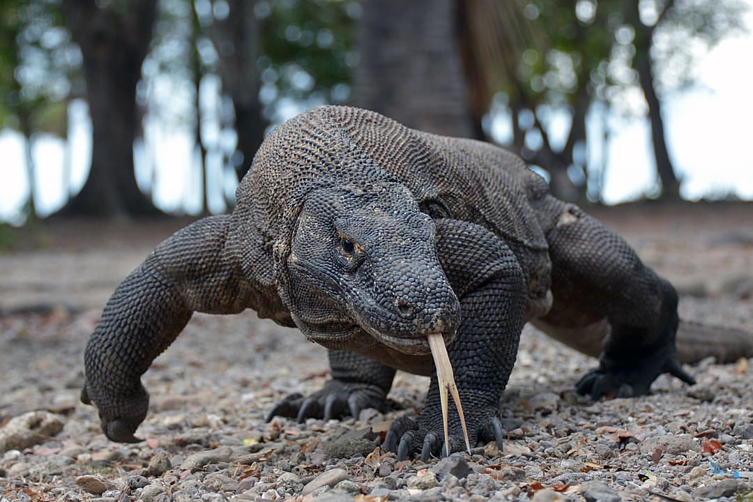 Komodo dragon prowls forest floor, tongue flicking, alert and powerful.