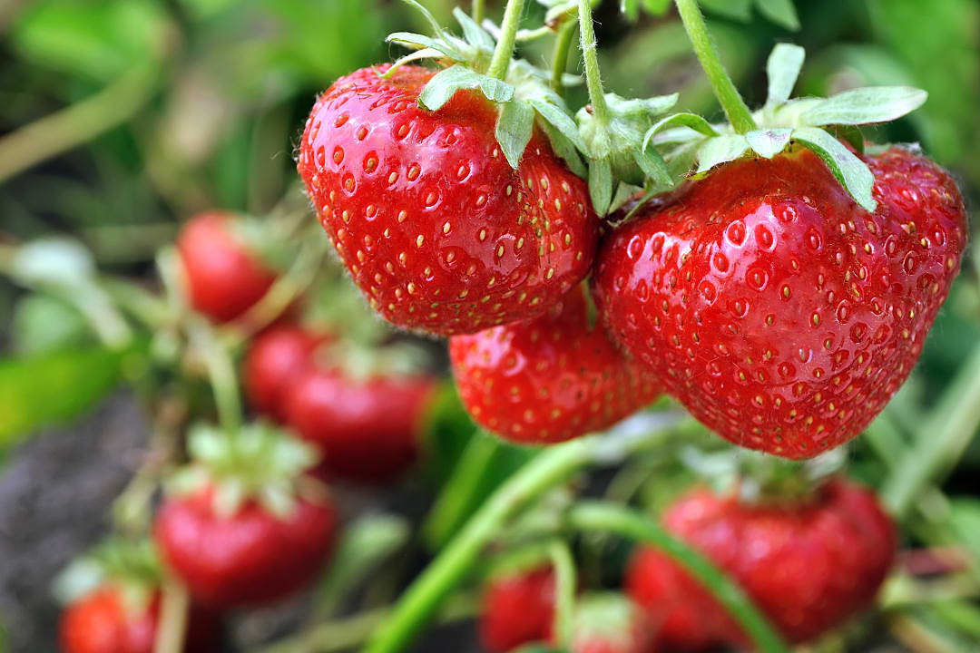 Strawberry harvest season in Sweden