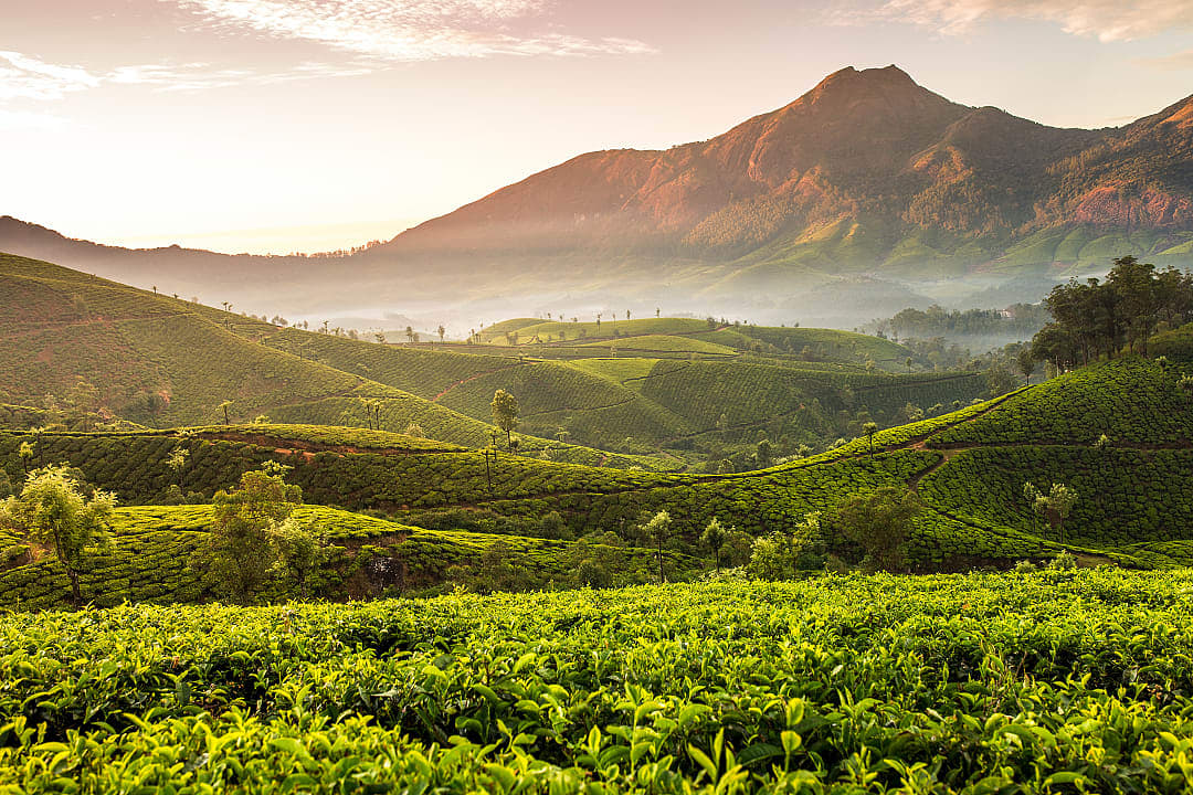 Tea plantation in Sri Lanka. 