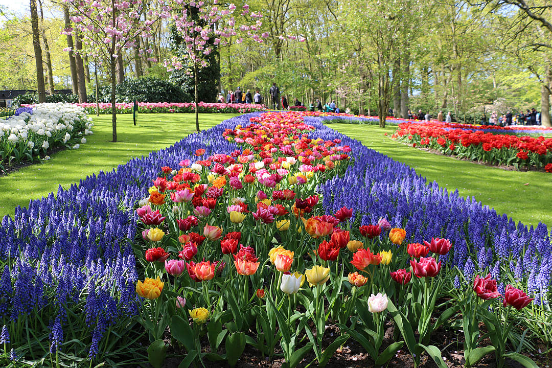 Vibrant tulip and flower beds at Tulip Festival Amsterdam, set in a picturesque garden under sunny skies