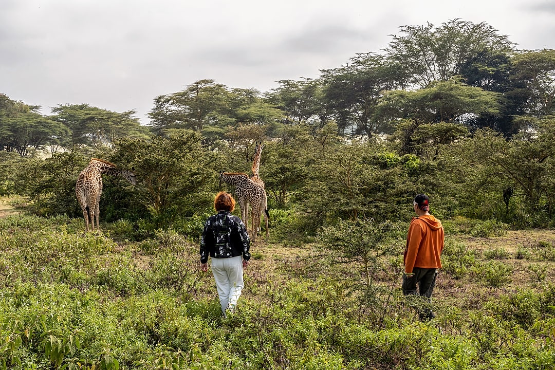 A couple walking near a group of giraffes during a safari.