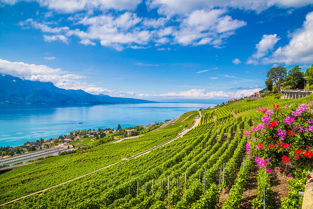 Rows of vineyards by Lake Geneva