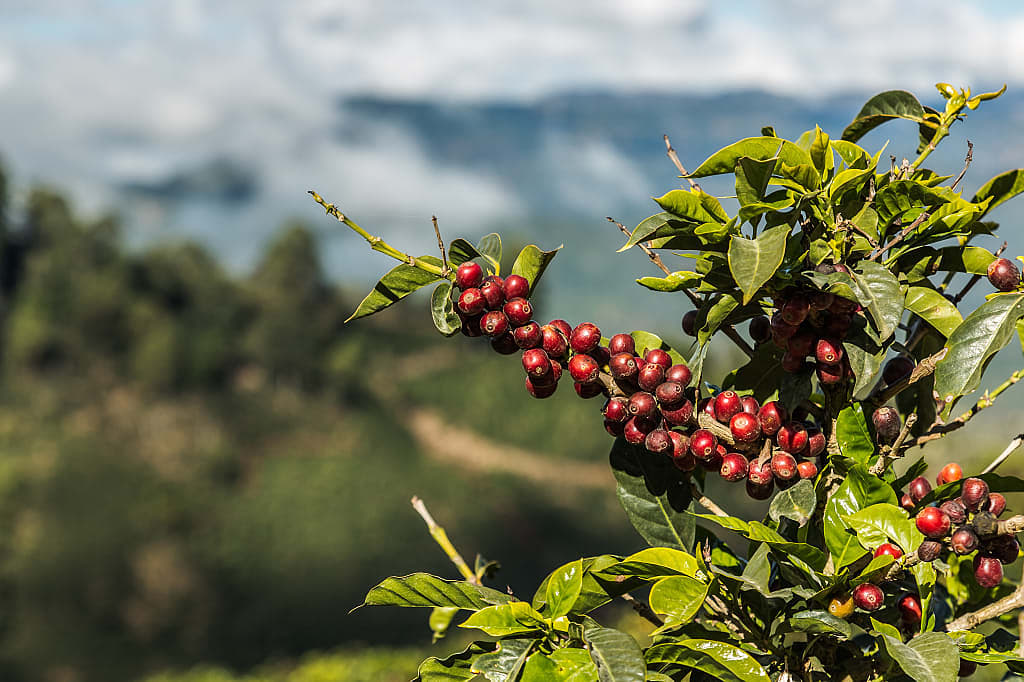 Coffee plantation in the Central Valley of Costa Rica