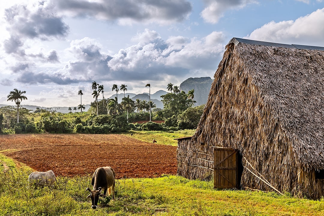 Hut and cows in Viñales Valley, Cuba.