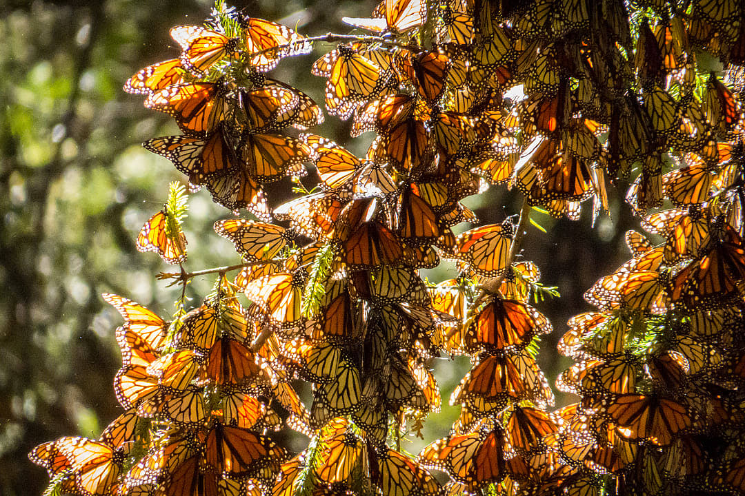 Monarch butterflies in Mexico