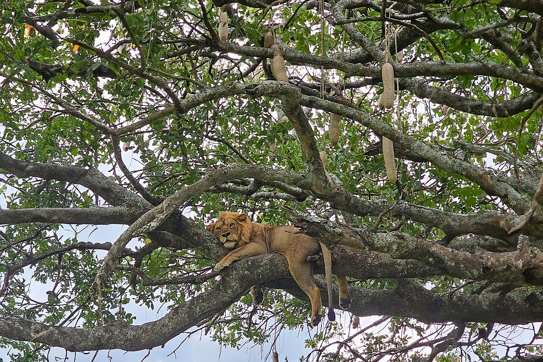 Lion lounging in a tree at Lake Manyara National Park, Tanzania