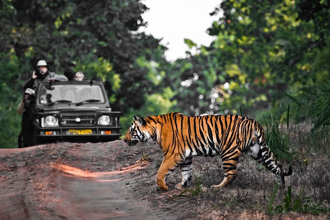 Game drive and tiger crossing road in Bandhavgarh Park, India