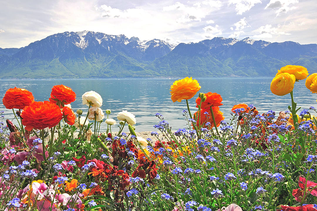 Spring flowers on Geneve Lake, Switzerland 