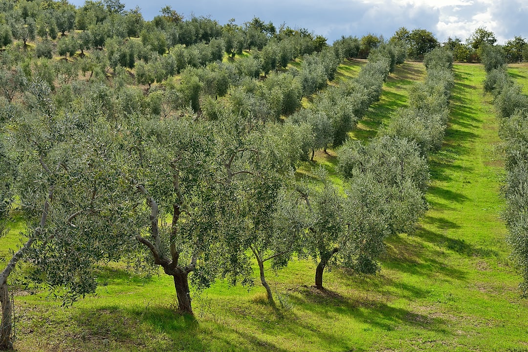 Olive groves in Tuscany, Italy.