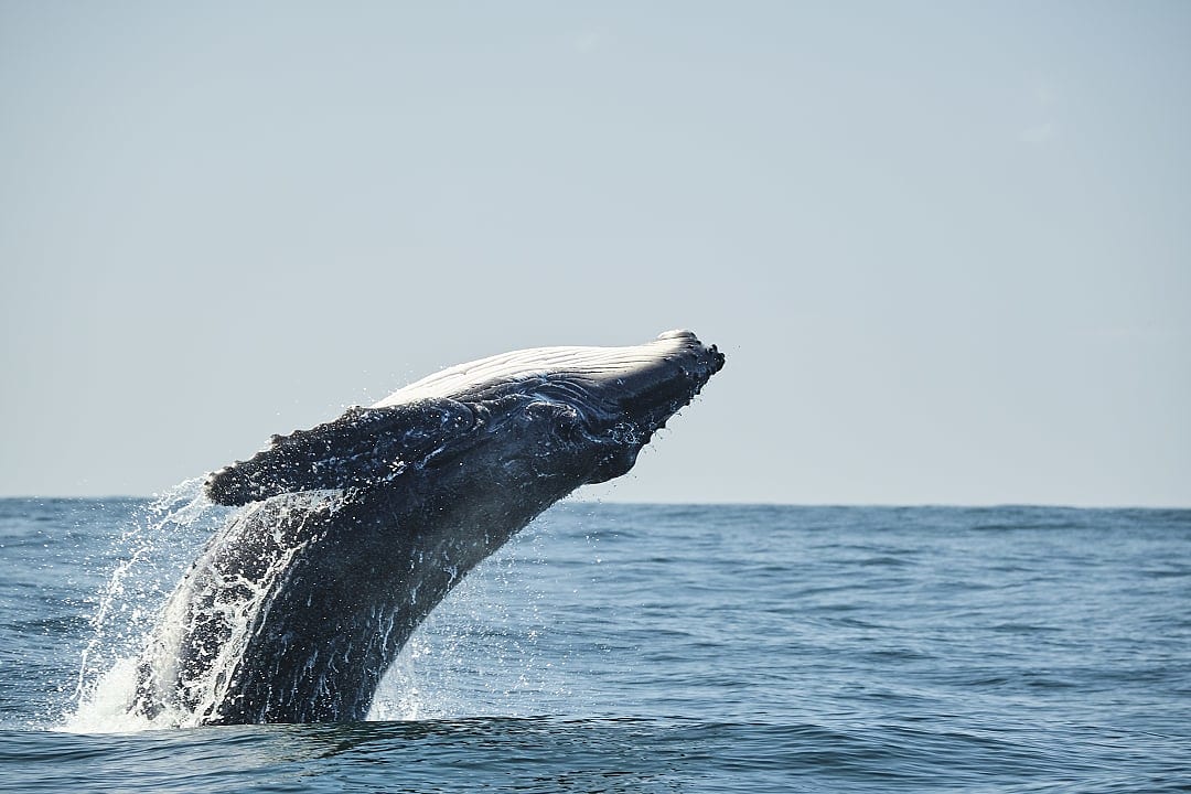 Whale Watching in Hervey Bay